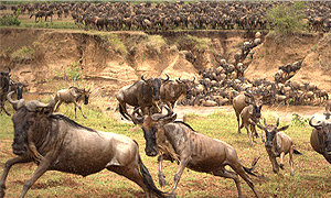 8 Day Kenya & Tanzania Fly-in luxury Safari with andBeyond Camps and Lodges (Masai Mara – Serengeti – Ngorongoro Crater)