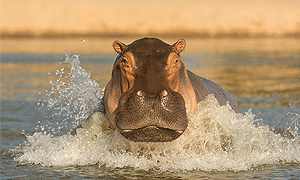 5 Days 4 Nights Tanzania Safari – Nyerere National Park (Formally Selous) & Mikumi National Park (Driving) From Dar es Salaam