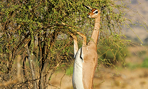 3 Days 2 Nights Tanzania Safari – Mkomazi National Park (Driving) From Arusha or Kilimanjaro