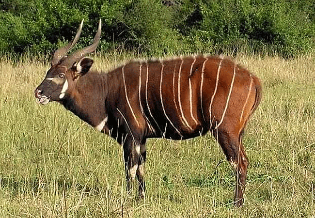 mount-kenya-climbing-2-days-1-night-trekking-trip-bongo-antelope Mount Kenya Climbing 2 Days 1 Night Trekking Trip
