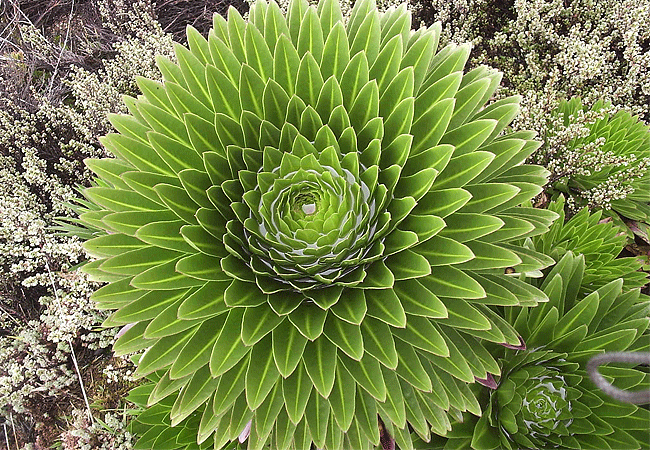 mount-kenya-climbing-2-days-1-night-trekking-trip-lobelia-deckenii-plant Mount Kenya Climbing 2 Days 1 Night Trekking Trip