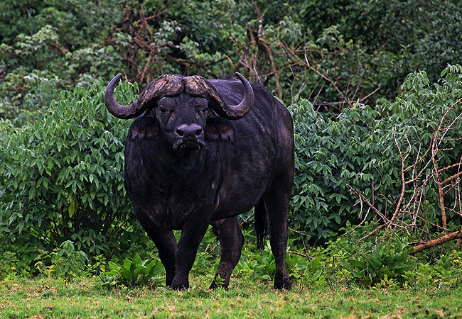 mount-kenya-climbing-2-days-1-night-trekking-trip-tours Mount Kenya Climbing 2 Days 1 Night Trekking Trip