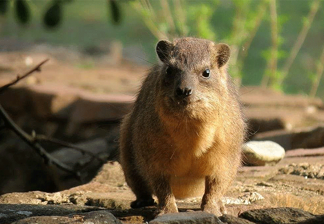 mount-kenya-climbing-2-days-1-night-trekking-trip-trock-hyrax Mount Kenya Climbing 2 Days 1 Night Trekking Trip