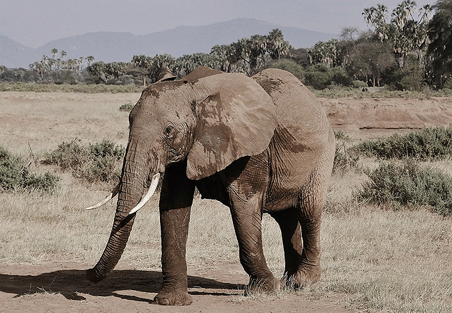 mount-ololokwe-also-known-as-ol-doinyo-sabache Mount Ololokwe Hiking & Camping Expedition