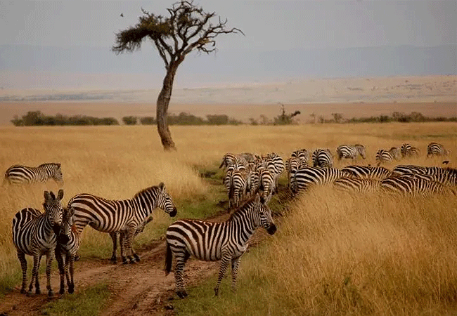 mount-ololokwe-hiking-&-camping-expedition-zebras Mount Ololokwe Hiking & Camping Expedition