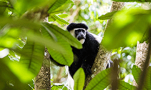 1 Day Tanzania Mount Meru Climbing/ Trekking (Momela Route) – Arusha National Park