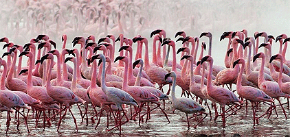 4 Days Nairobi Golfing Lake Nakuru Park 1 Night Safari 4 Days Nairobi Golfing Lake Nakuru Park 1 Night Safari