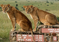 Nairobi National Park Day Tour – Kenya