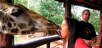 nairobi-tour-giraffe-centre Nairobi Day Tour Giraffe Center