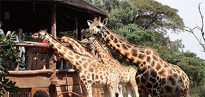 nairobi-trip-giraffe-centre Nairobi Day Tour Giraffe Center