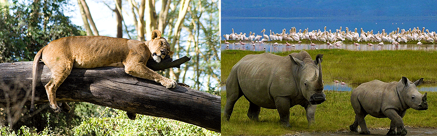 nakuru-game-park Lake Nakuru National Park