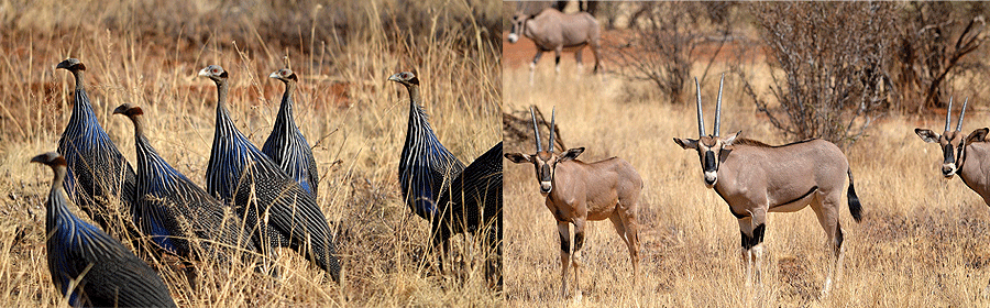 nanyuki-mt-kenya-1-day-tour