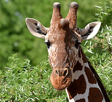 Nanyuki Safaris Samburu National Reserve Full Day Excursion