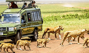 2 Days 1 Night Tanzania Safari – Ngorongoro Crater (Driving) Arusha