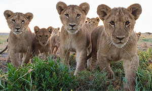 4 Days 3 Nights Tanzania Safari – Nyerere National Park (Driving) From Dar-es-salaam