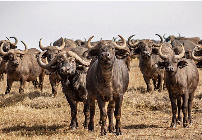 ol-pejeta-conservancy-full-day-trip-from-nanyuki-african-cape-buffalo Ol Pejeta Conservancy Full Day Trip from Nanyuki