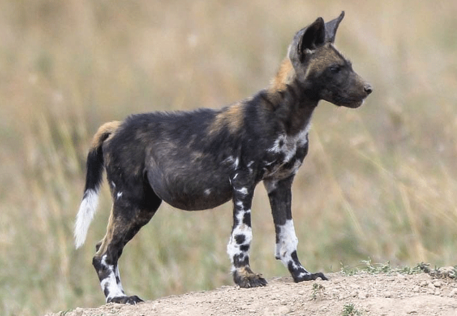 ol-pejeta-conservancy-full-day-trip-from-nanyuki-african-wild-dog Ol Pejeta Conservancy Full Day Trip from Nanyuki