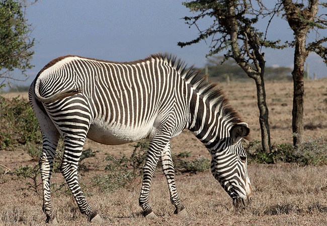 ol-pejeta-conservancy-full-day-trip-from-nanyuki-grevys-zebra Ol Pejeta Conservancy Full Day Trip from Nanyuki