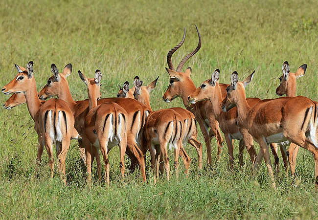 ol-pejeta-conservancy-full-day-trip-from-nanyuki-impala-antelopes Ol Pejeta Conservancy Full Day Trip from Nanyuki