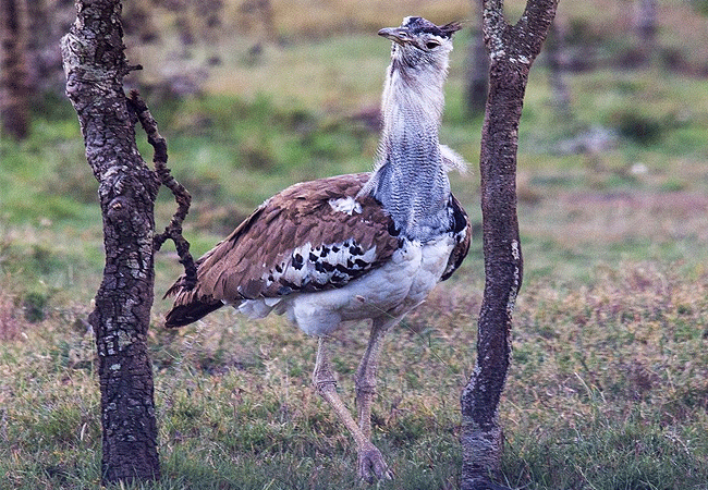 ol-pejeta-conservancy-full-day-trip-from-nanyuki-kori-bustard Ol Pejeta Conservancy Full Day Trip from Nanyuki