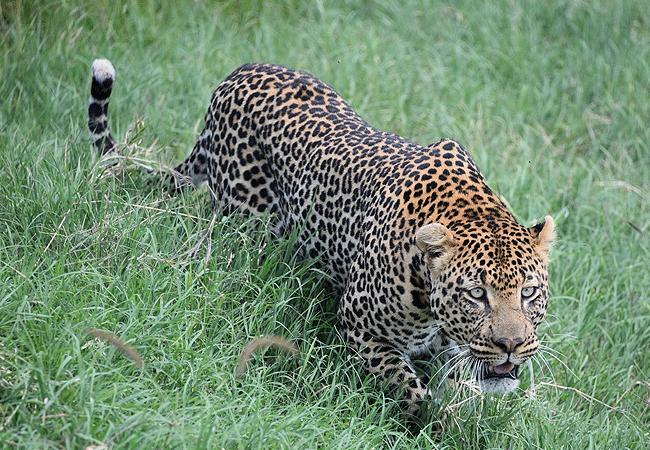 ol-pejeta-conservancy-full-day-trip-from-nanyuki-leopard Ol Pejeta Conservancy Full Day Trip from Nanyuki