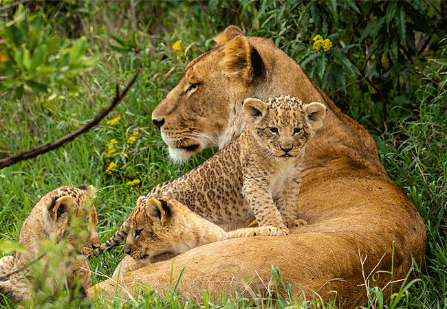 ol-pejeta-conservancy-full-day-trip-from-nanyuki-lions Ol Pejeta Conservancy Full Day Trip from Nanyuki