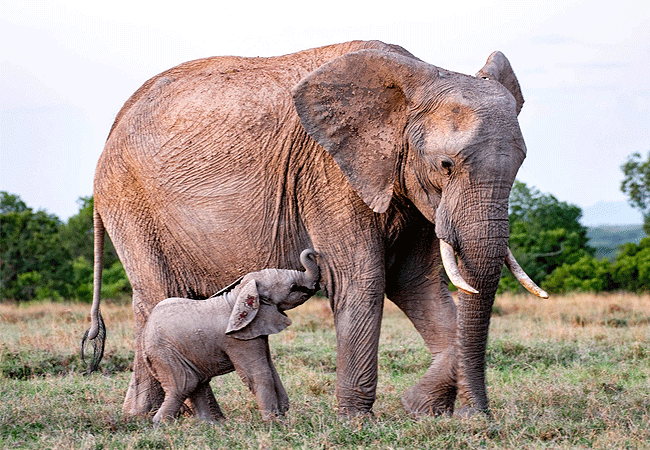 ol-pejeta-conservancy-full-day-trip-from-nanyuki-ol-pejeta-african-elephants Ol Pejeta Conservancy Full Day Trip from Nanyuki