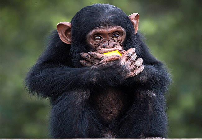 ol-pejeta-conservancy-full-day-trip-from-nanyuki-ol-pejeta-sweetwaters-chimpanzee-sanctuary-provides-safety-and-solace-to-rescued-and-orphaned-chimpanzees Ol Pejeta Conservancy Full Day Trip from Nanyuki