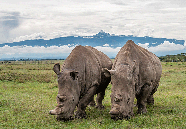 ol-pejeta-conservancy-full-day-trip-from-nanyuki-see-the-last-two-northern-white-rhinos-on-earth-najin-and-fatu-mother-and-daughter Ol Pejeta Conservancy Full Day Trip from Nanyuki