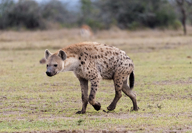 ol-pejeta-conservancy-full-day-trip-from-nanyuki-spotted-hyena Ol Pejeta Conservancy Full Day Trip from Nanyuki