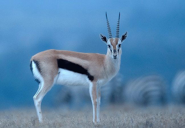 ol-pejeta-conservancy-full-day-trip-from-nanyuki-thompsons-gazelle Ol Pejeta Conservancy Full Day Trip from Nanyuki