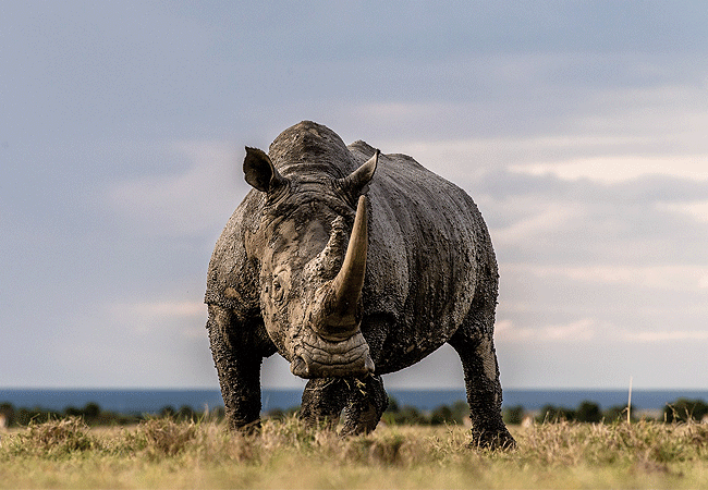 ol-pejeta-conservancy-full-day-trip-from-nanyuki-wildlife Ol Pejeta Conservancy Full Day Trip from Nanyuki