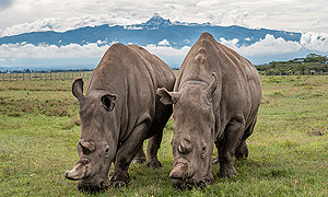 9 Days 8 Nights Kenya Safari – Aberdare, Samburu, Sweetwaters/ Ol Pejeta, Lake Nakuru & Masai Mara (Driving) From Nairobi