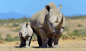 6 Days 5 Nights Kenya Road & Air Safari: Aberdare – Ol Pejeta Conservancy – Mount Kenya Safari Club & Masai Mara From Nairobi