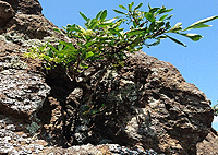 Nairobi Hiking Day Tour Olorngelai Nature Trail – Kenya