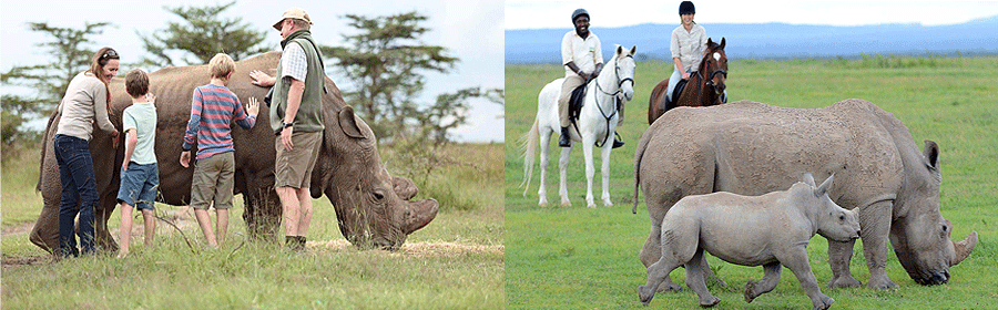 olpejeta-bush-camp Ol Pejeta Bush Camp