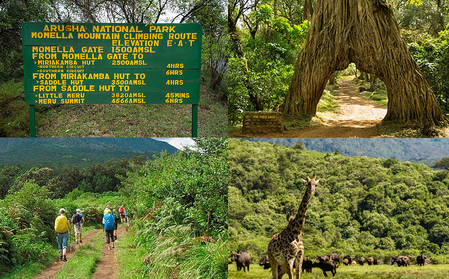 one-day-mt-meru-hike Mount Meru 1 Day Hike Arusha National Park Tanzania