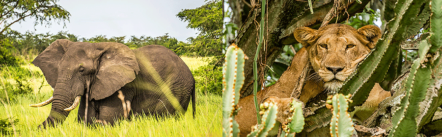 queen-elizabeth-park-uganda Queen Elizabeth National Park