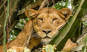 5 Days 4 Night Uganda Gorilla Trekking & Wildlife Safaris (Driving) From Kampala/ Entebbe