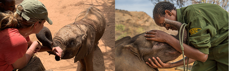 reteti-elephant-sanctuary Reteti Elephant Sanctuary 1 Day Flying Excursion