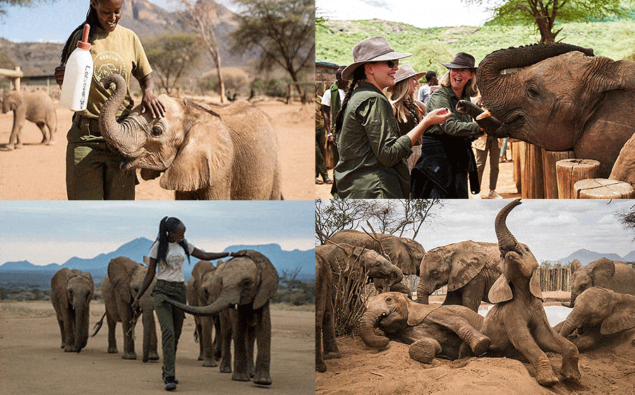 reteti-sanctuary Reteti Elephant Sanctuary 1 Day Flying Excursion