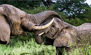 8 Day Tanzania Safari - Nyerere (Selous), Mikumi, Ruaha & Udzungwa (Driving) From Dar-es-salaam