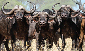 6 Days 5 Nights Tanzania Safari – Ruaha National Park, Mikumi National Park & Nyerere National Park (former Selous) (Driving) From Dar es Salaam