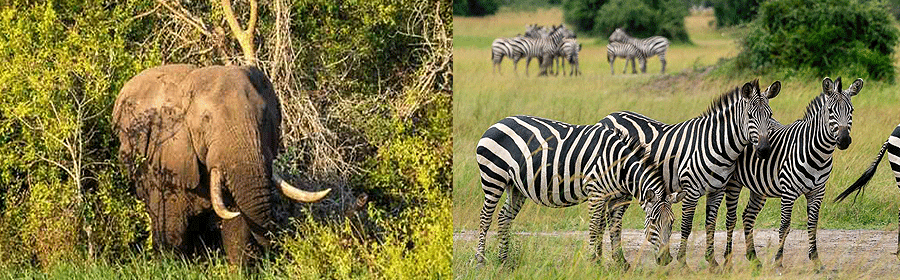 rwandan-safari-holiday Rwanda Tours & Safari Packages