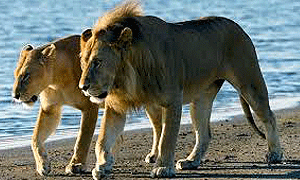 3 Days 2 Nights Tanzania Safari – Saadani National Park (Driving) From Dar es Salaam