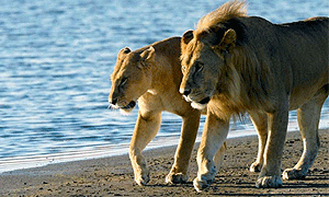 7 Day Tanzania Safari – Nyerere, Mikumi & Saadani National Park (Driving) From Dar-es-salaam