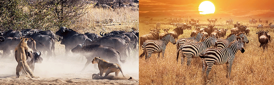 safari-tanzania Tanzania safari