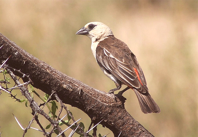 samburu-game-reserve-white-headed-buffalo-weaver Samburu National Reserve