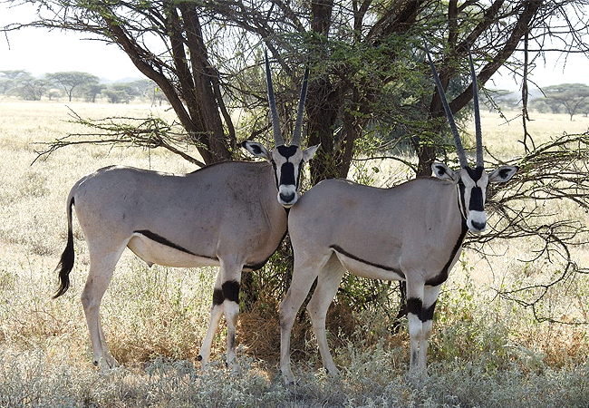 samburu-national-reserve-beisa-oryx Samburu National Reserve