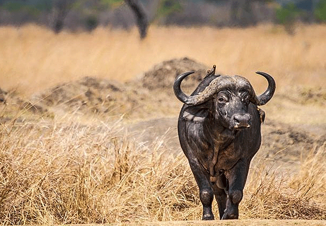 samburu-national-reserve-buffalo Samburu National Reserve